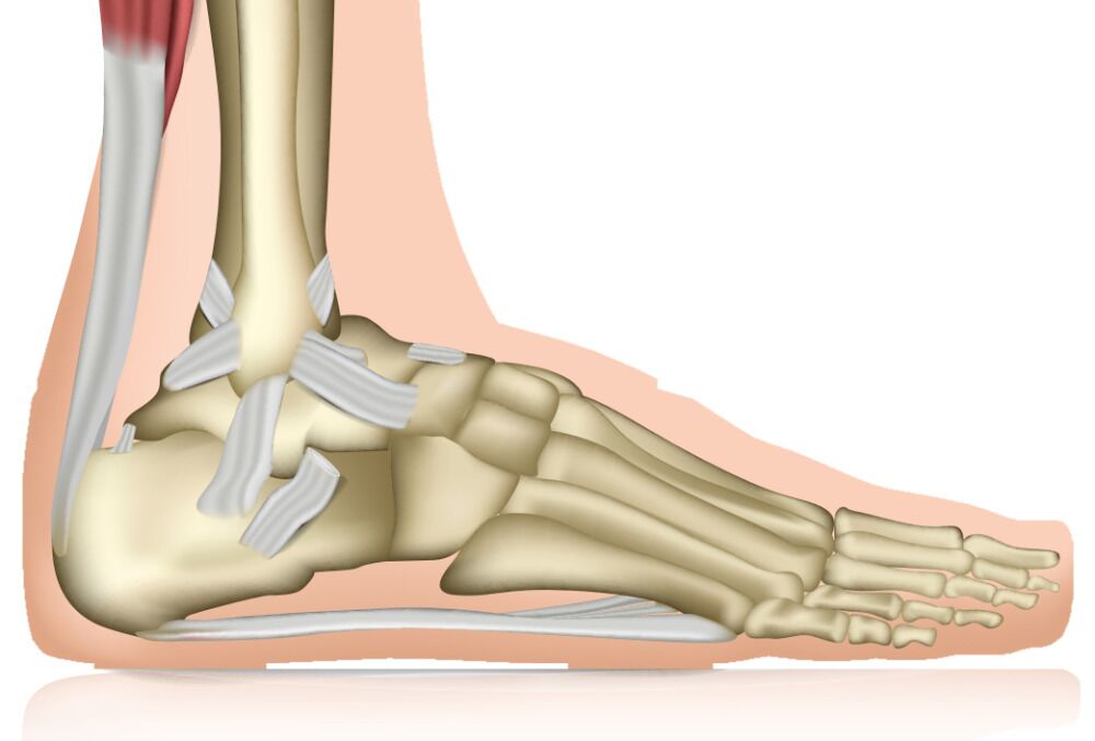 ligamento no tornozelo - vista lateral mostrando os principais ligamentos