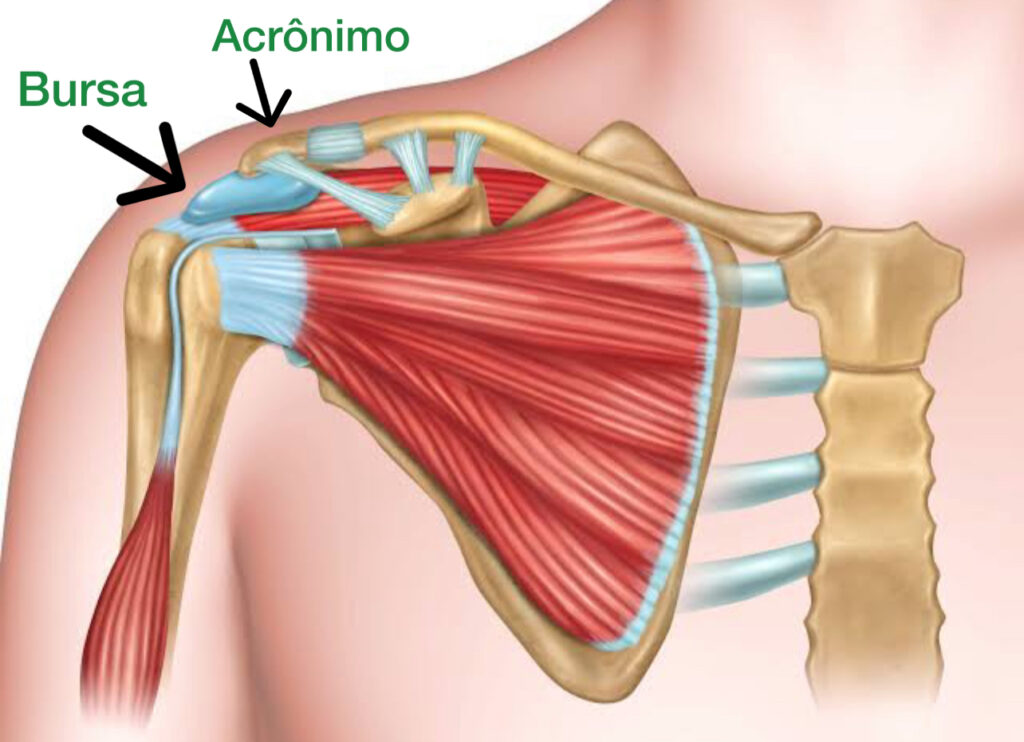 anatomia do ombro - a seta mostra a bursa que quando inflamada chama-se bursite