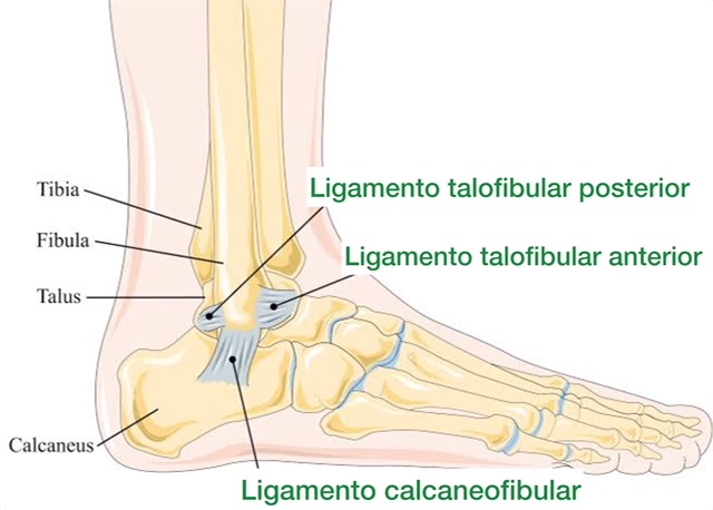 ligamentos no tornozelo - anatomia