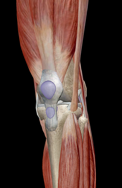 anatomia dos joelhos: mostrando a complexidade muscular que envolve o joelho