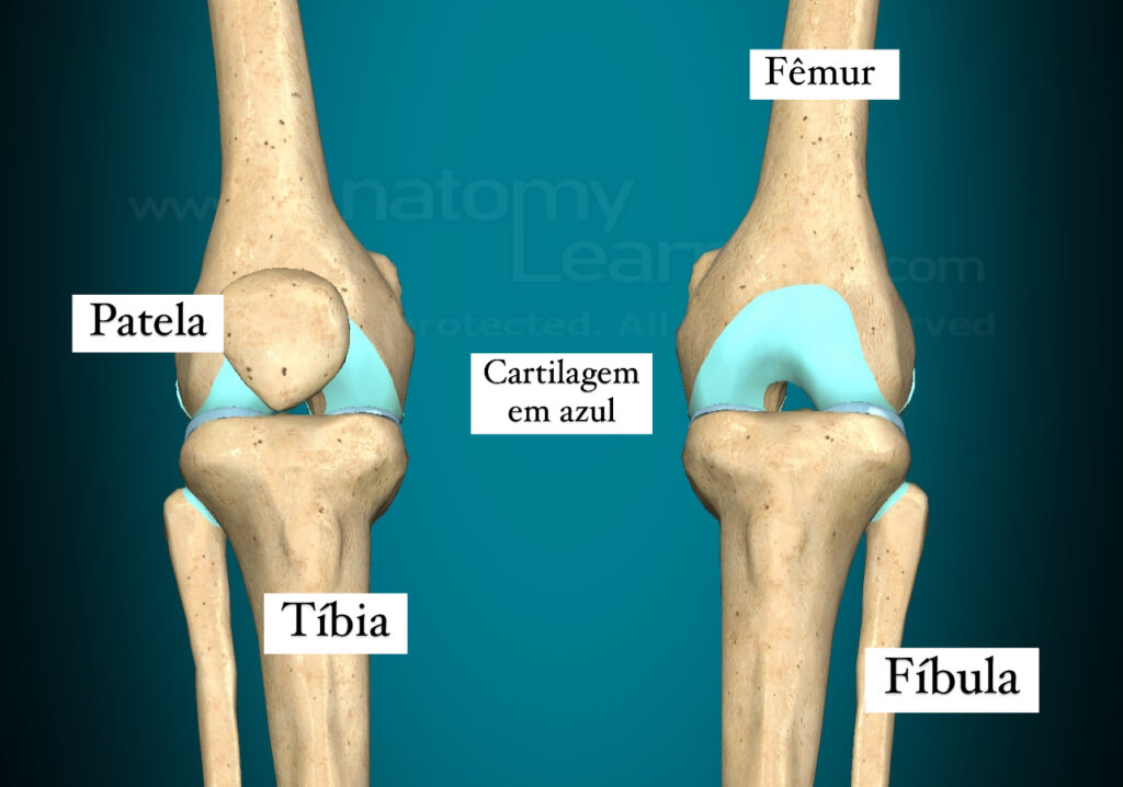 anatomia dos joelhos: femur, tibia, fibula, patela, cartilagem