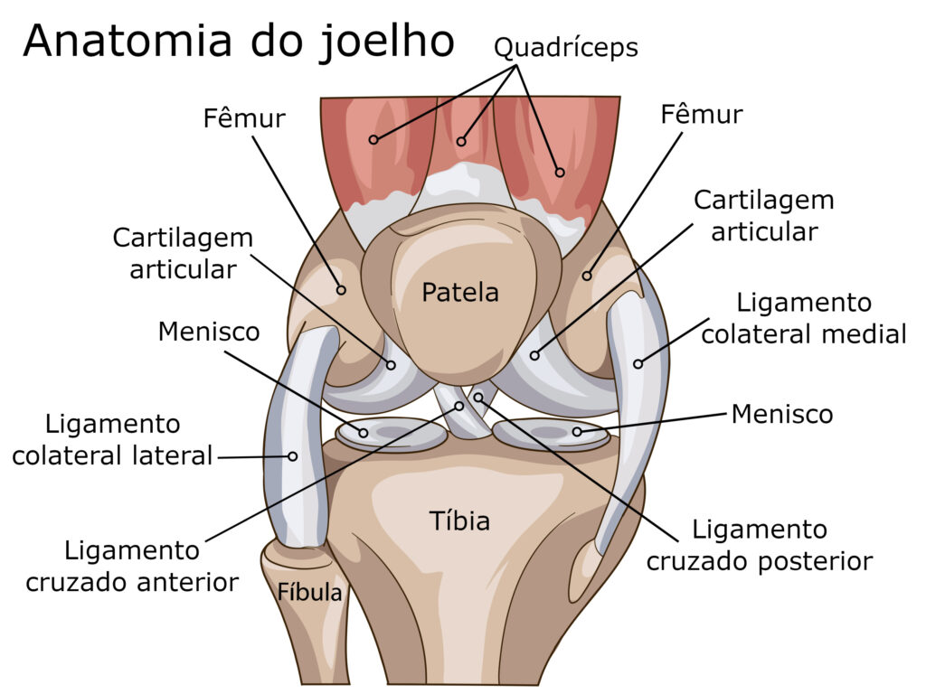 anatomia dos joelhos mostrando ligamentos, meniscos e ossos