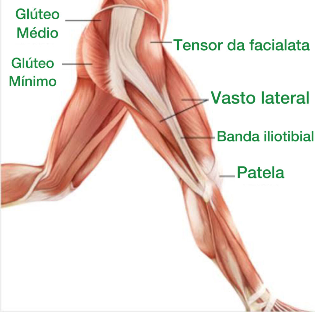 banda iliotibial localizada na região lateral da coxa, também vemos as outras musculaturas importantes 