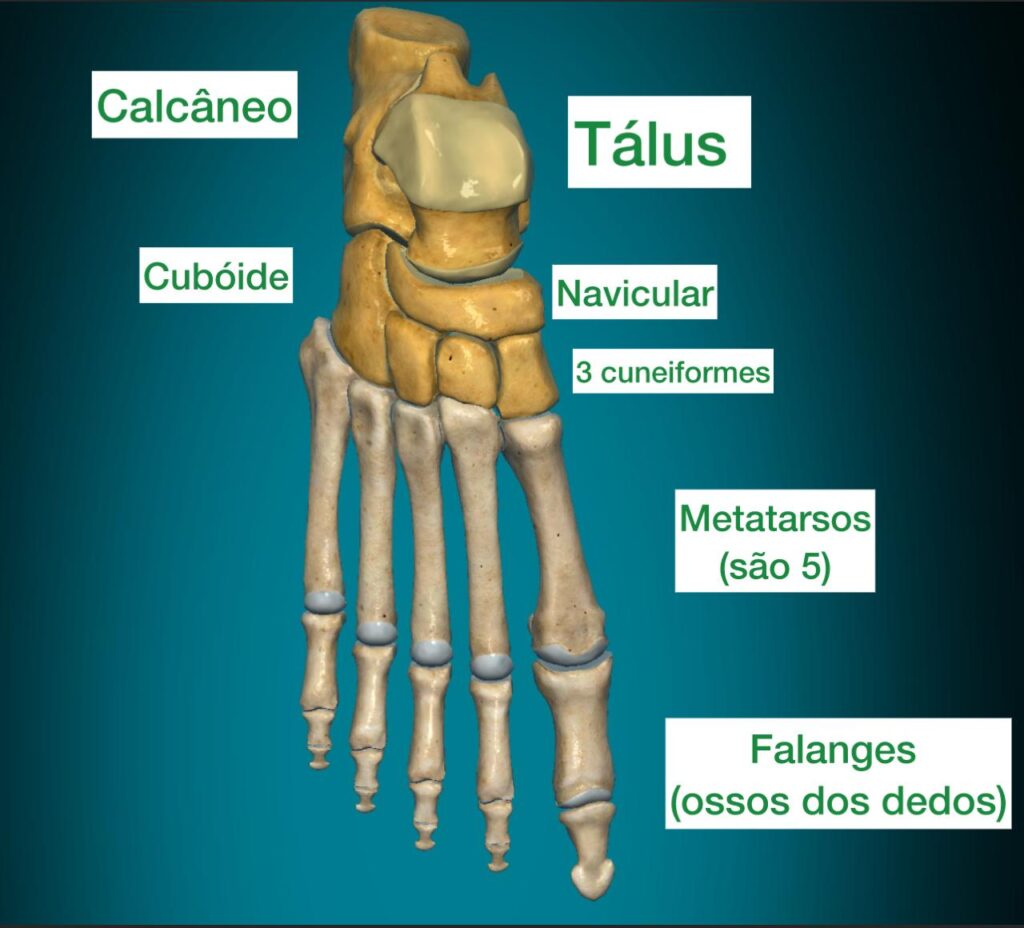 anatomia dos ossos do pé
