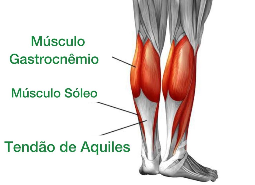 músculos da panturrilha: gastrocnêmio medial, lateral e sóleo