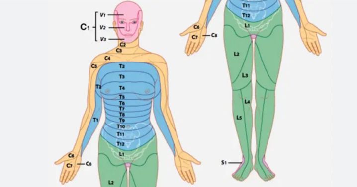 área de inervação dos nervos no corpo humano