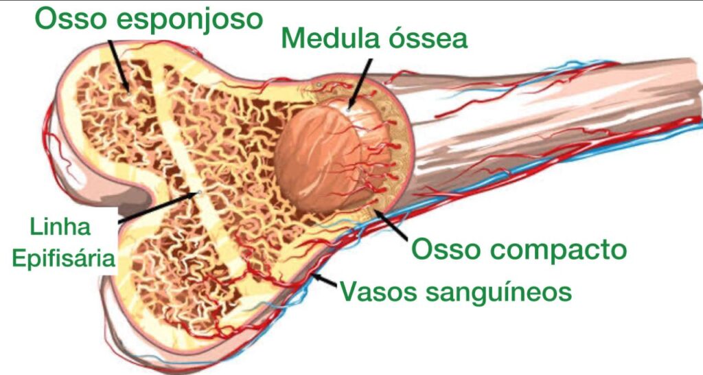 osso humano mostrando 
- osso esponjoso
- osso compacto
- vasos sanguineos
- medula óssea