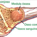 Osso: Estrutura, Funções e Saúde