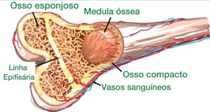 anatomia do osso