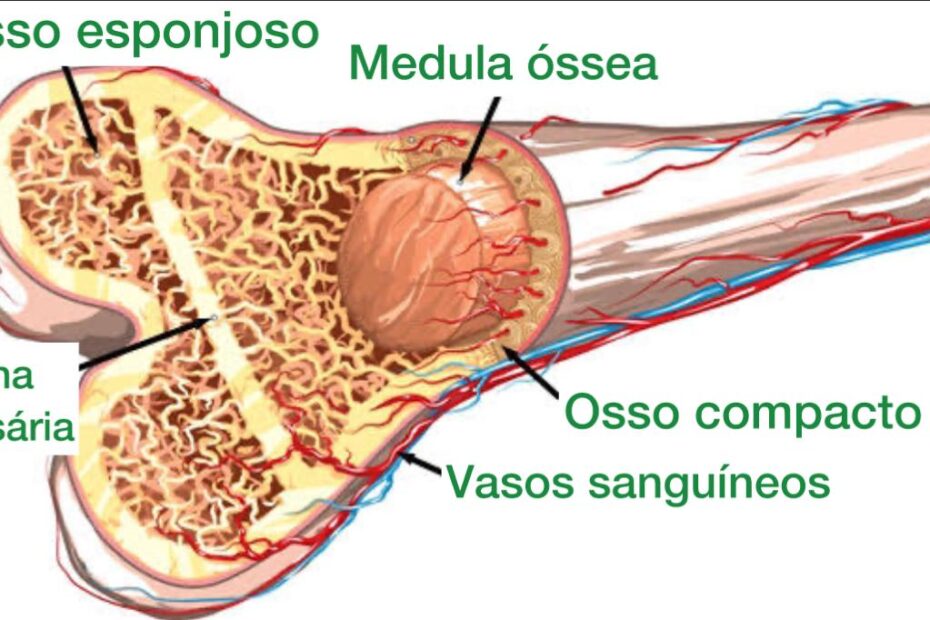 anatomia do osso