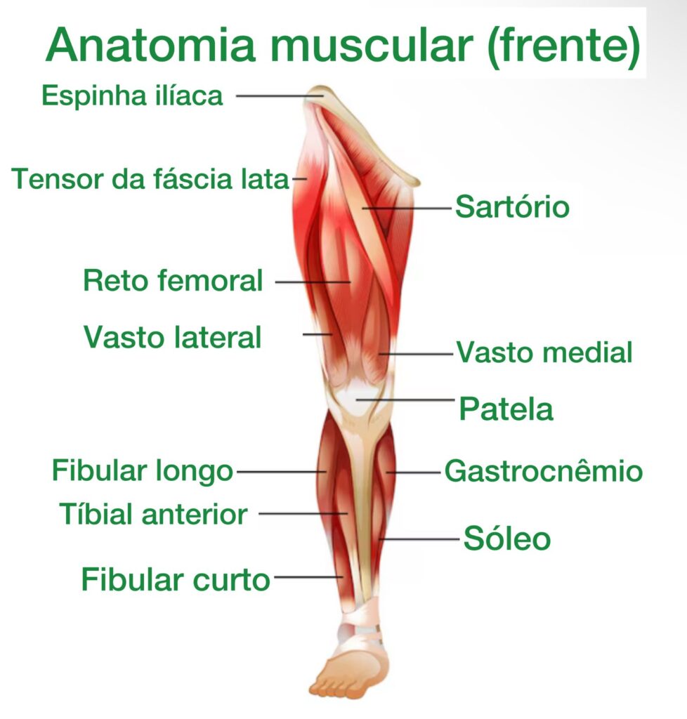 anatomia do quadríceps