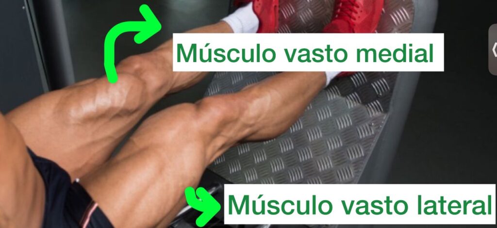 músculos vasto medial e lateral assinalados