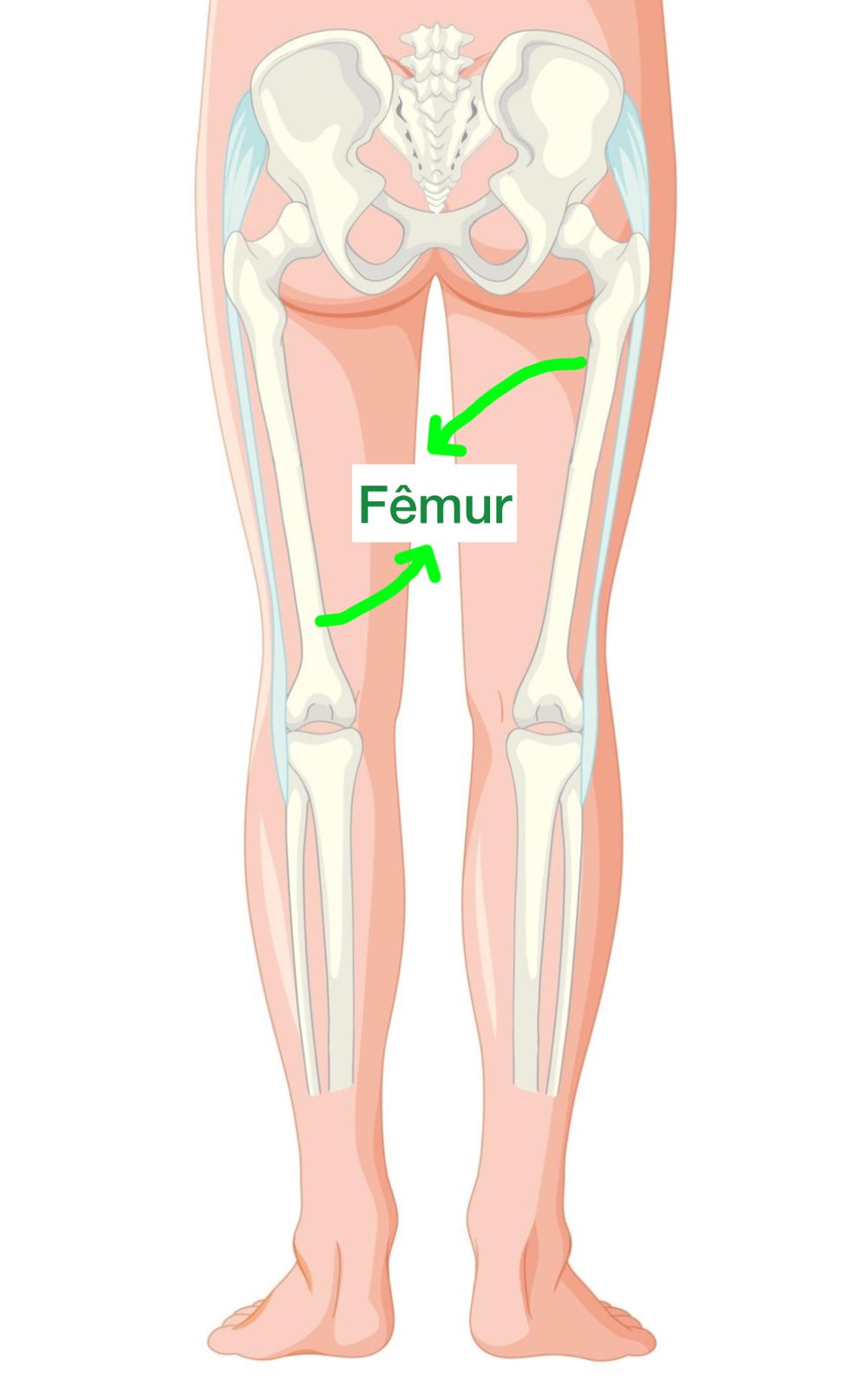 Osso Do Femur Humano Osso Fêmur | Anatomia Odonto