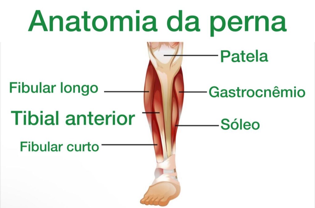 anatomia do músculo tibial anterior